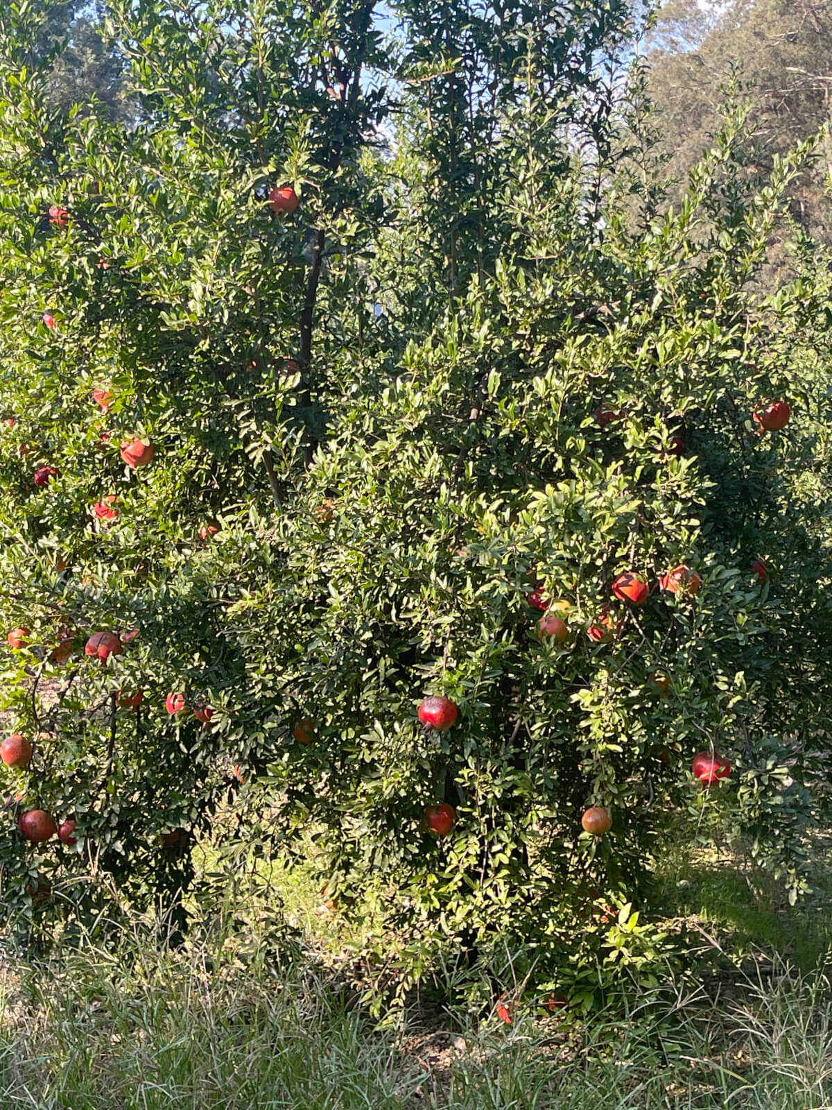 Akçapınar