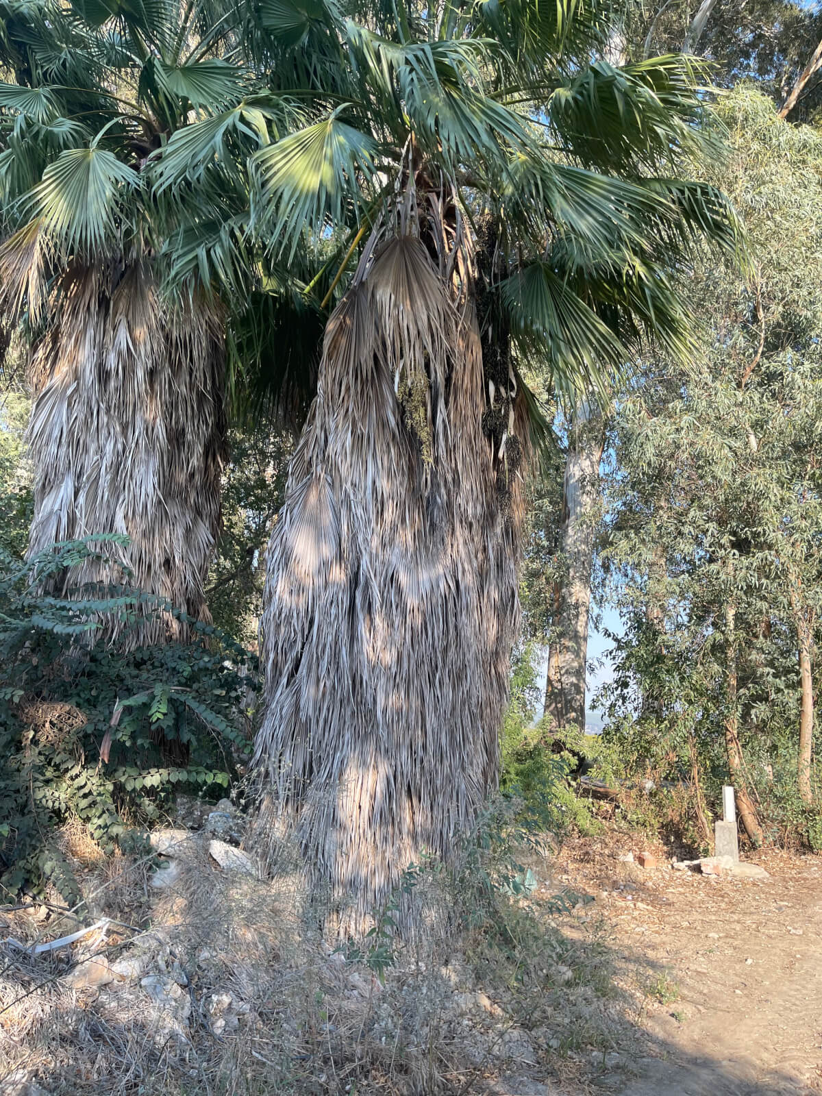 Akçapınar