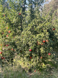 Akçapınar