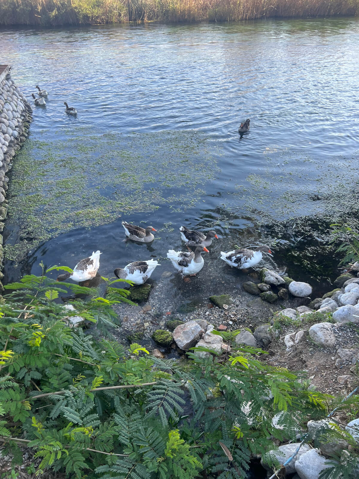 Azmak River
