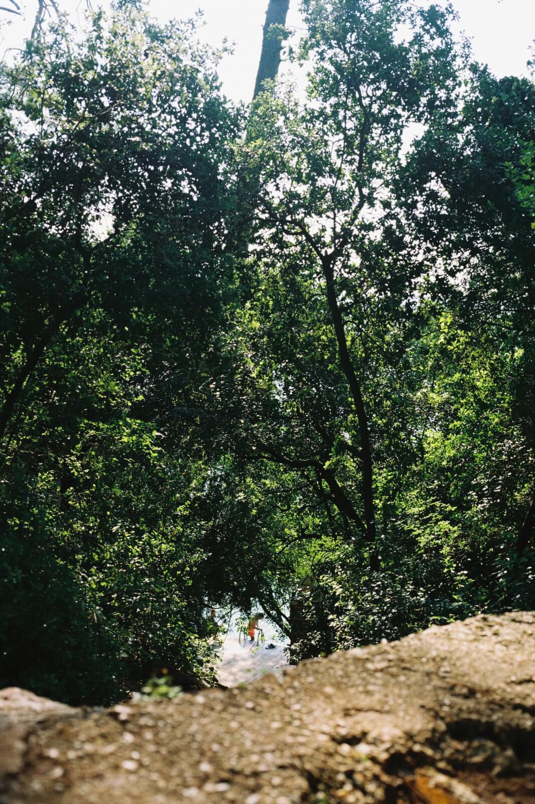 Forest Camp Bays