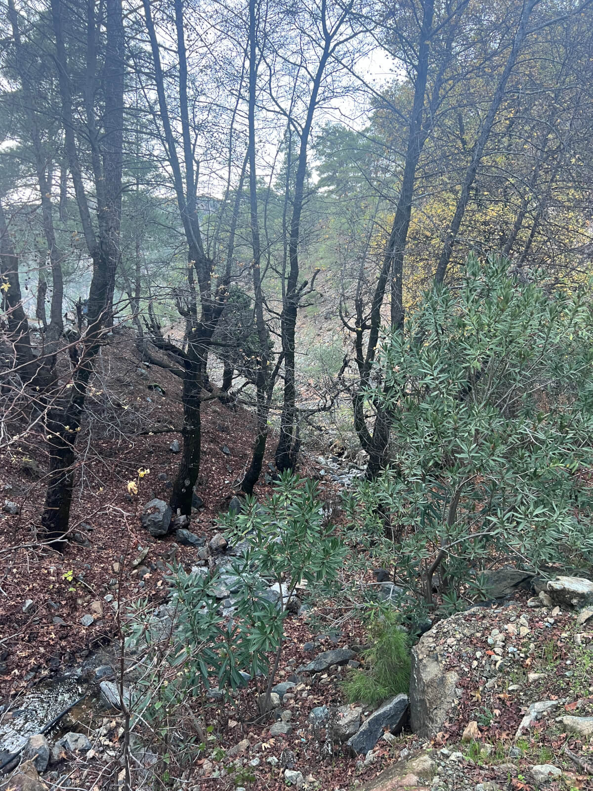 Deer Canyon