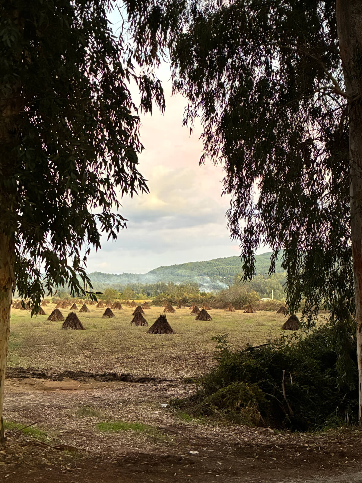 Eucalyptus Avenue