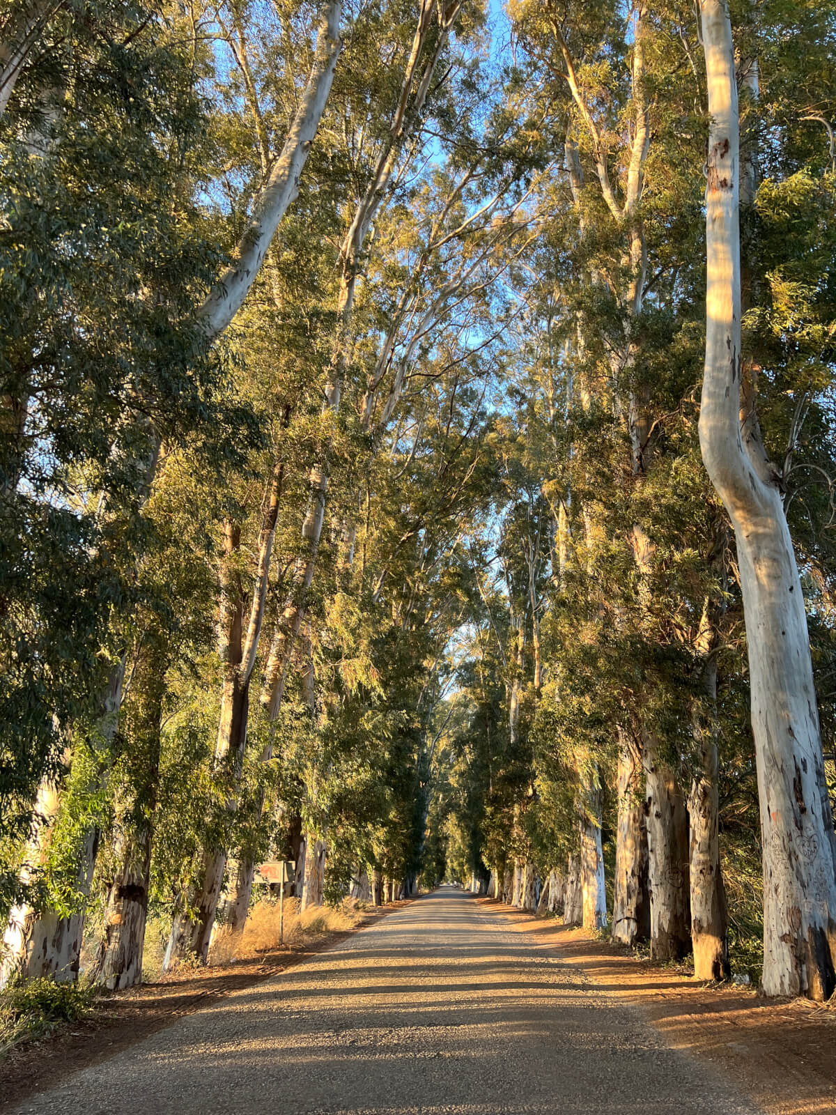 Eucalyptus Avenue