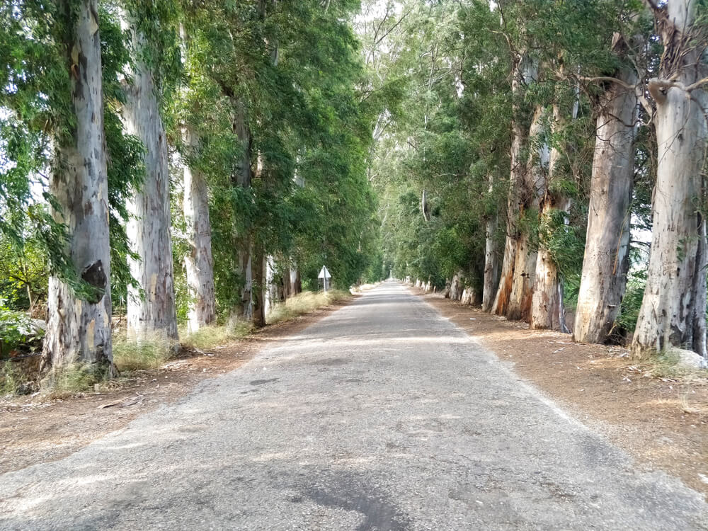 Eucalyptus Avenue