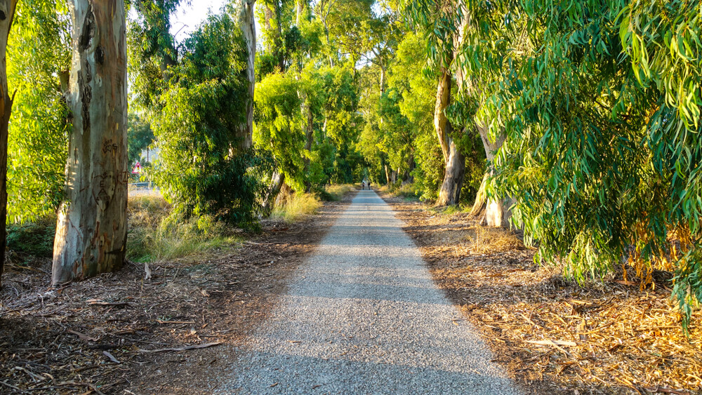 Eucalyptus Avenue