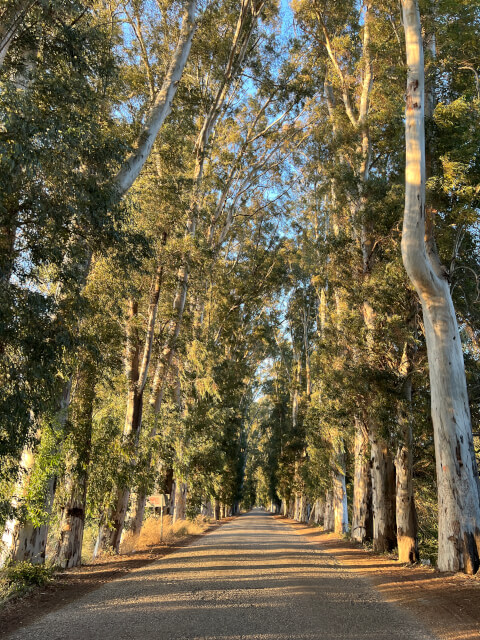 Eucalyptus Avenue