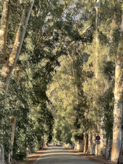 Eucalyptus Avenue