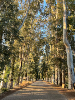 Eucalyptus Avenue