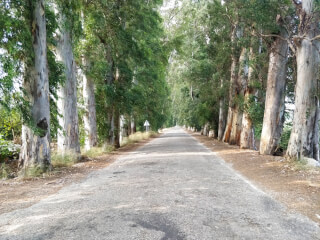 Eucalyptus Avenue