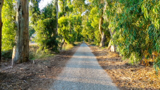 Eucalyptus Avenue