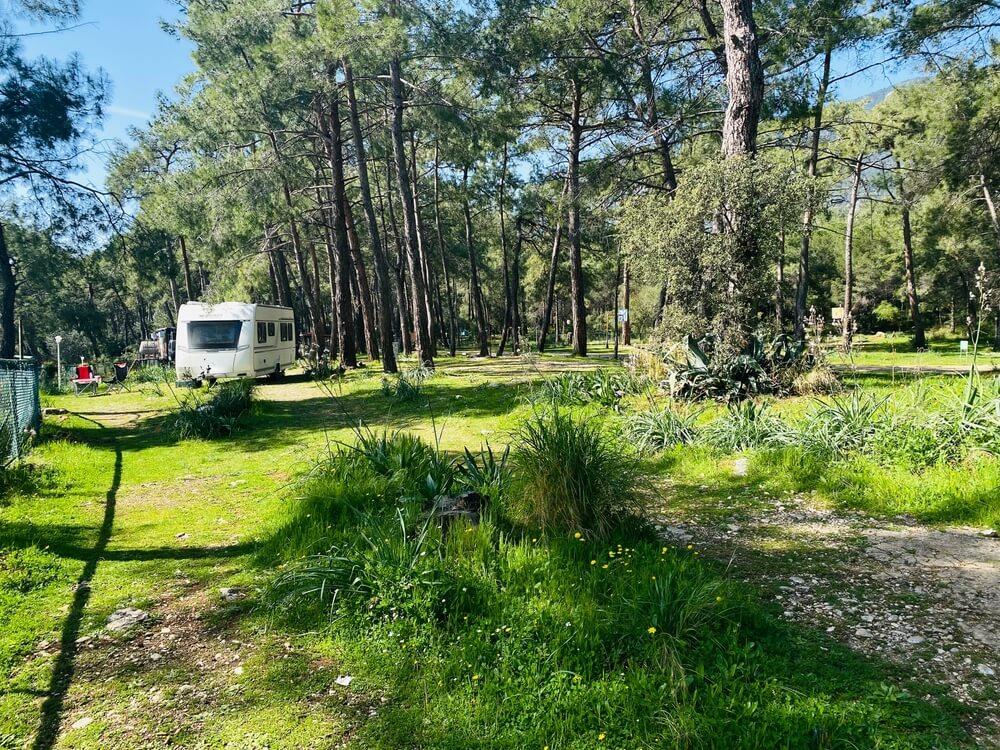 Forest Camp
