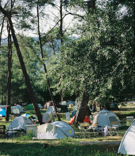 Orman Kampı