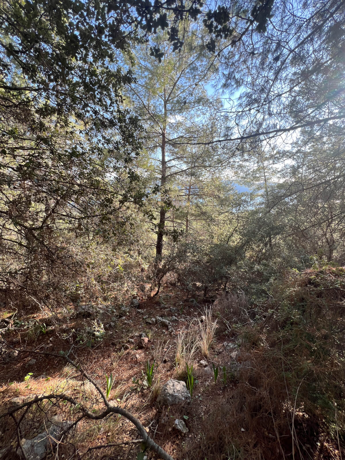 Hiking