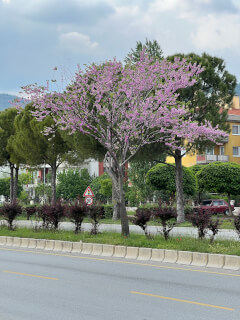 Muğla